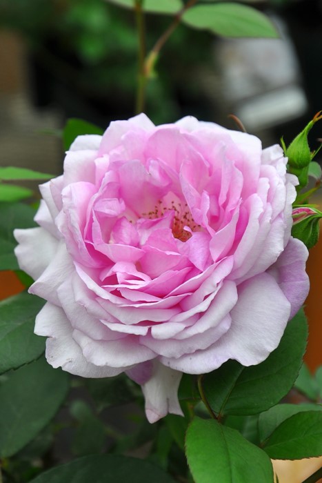 �����ġۥХ��� ��ᤫ��̴��� ���� 6��ȭ�����ʡ����ӿ建�� ��Ͽ�ʼ�ϡ�IR-IRO3��