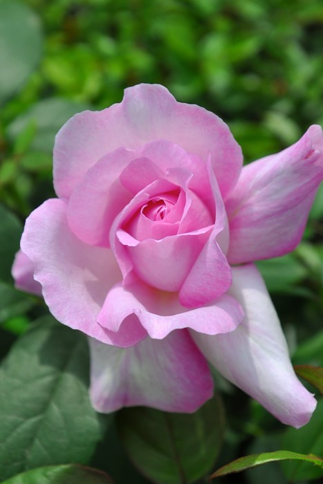 �����ġۥХ��� ��ᤫ��̴��� ���� 6��ȭ�����ʡ����ӿ建�� ��Ͽ�ʼ�ϡ�IR-IRO3��