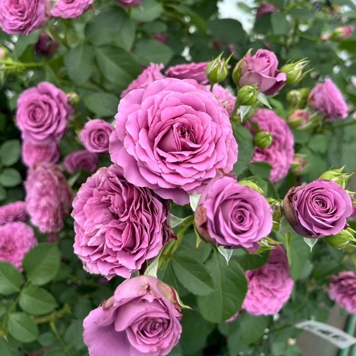 ���ߵ����ġۥХ��� ��ʥꥣ ���� 6��ȭ�����ʡη����ʼ�ϡ�KMG-KMG��2025�����ʼ��0109�����