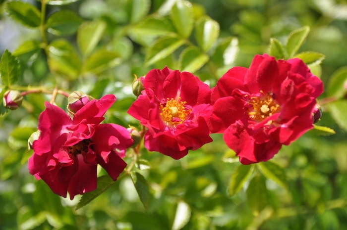 �����ġۥХ��� ��åɥɥ������ѡ����󥹡ڥ������륵�� ���� 6��ȭ�����ʡ�J-OC20��