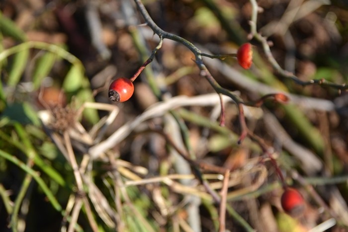 �����ġۥХ��� ��åɥɥ������ѡ����󥹡ڥ������륵�� ���� 6��ȭ�����ʡ�J-OC20��