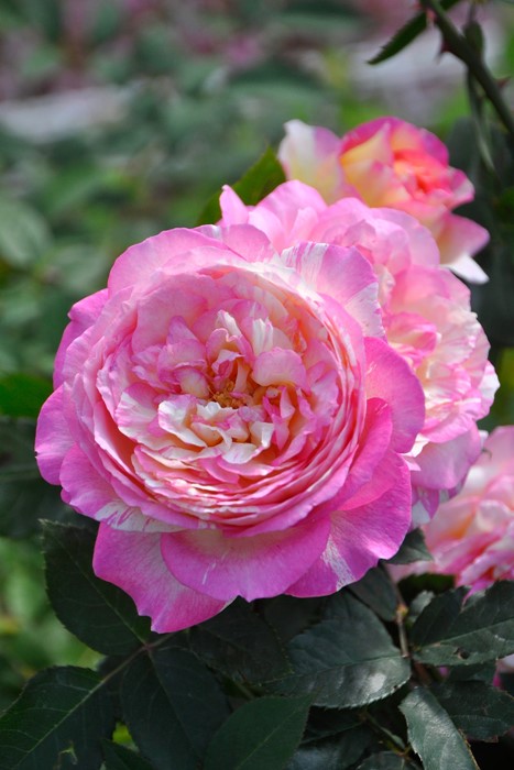 �����ġۥХ��� �ޥ륯���㥬���� ���� 6��ȭ�����ʡ����ӿ建�� ��Ͽ�ʼ�ϡ�Han-DEL��