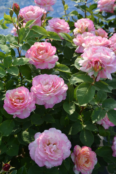 �����ġۥХ��� �ޥ륯���㥬���� ���� 6��ȭ�����ʡ����ӿ建�� ��Ͽ�ʼ�ϡ�Han-DEL��