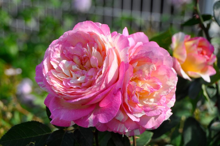 �����ġۥХ��� �ޥ륯���㥬���� ���� 6��ȭ�����ʡ����ӿ建�� ��Ͽ�ʼ�ϡ�Han-DEL��