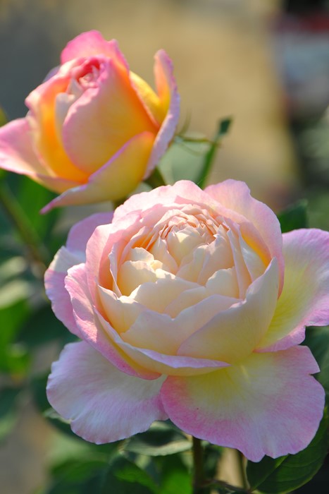 �����ġۥХ��� �ޥ륯���㥬���� ���� 6��ȭ�����ʡ����ӿ建�� ��Ͽ�ʼ�ϡ�Han-DEL��