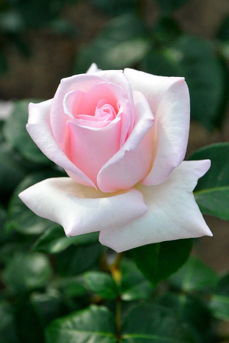 ġۥХ ϥͥ  6ȭʡJ-HT20