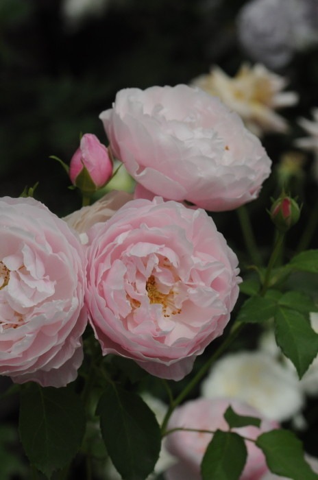 ġۥХ ץ  6ȭʡӿ建 ϿʼϡKb-KBO