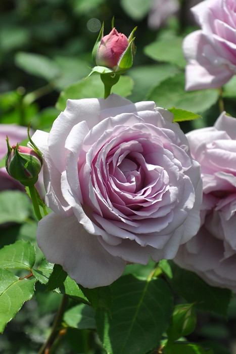 �Х��ġ����ġۥ����� ���� 6��ȭ�����ʡ����ӿ建�� ��Ͽ�ʼ�ϡ�Kb-KBO��