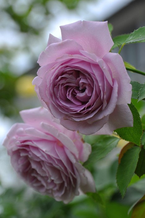 �Х��ġ����ġۥ����� ���� 6��ȭ�����ʡ����ӿ建�� ��Ͽ�ʼ�ϡ�Kb-KBO��