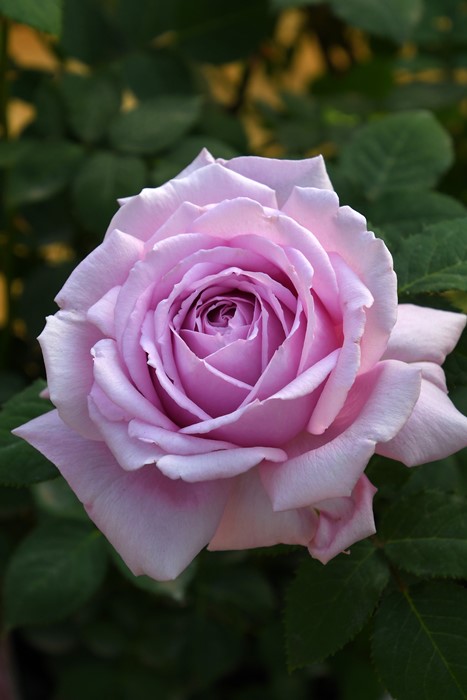 �Х��ġ����ġۥ����� ���� 6��ȭ�����ʡ����ӿ建�� ��Ͽ�ʼ�ϡ�Kb-KBO��