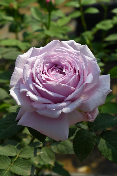 �Х��ġ����ġۥ����� ���� 6��ȭ�����ʡ����ӿ建�� ��Ͽ�ʼ�ϡ�Kb-KBO��