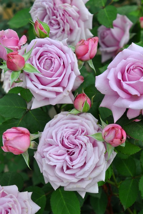 �Х��ġ����ġۥ����� ���� 6��ȭ�����ʡ����ӿ建�� ��Ͽ�ʼ�ϡ�Kb-KBO��