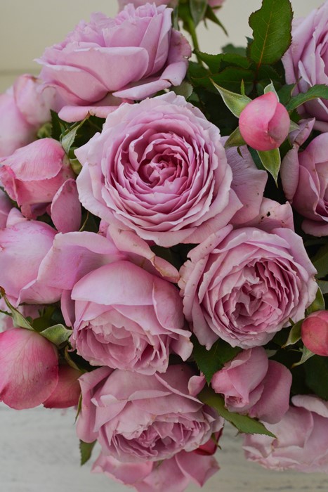 �Х��ġ����ġۥ����� ���� 6��ȭ�����ʡ����ӿ建�� ��Ͽ�ʼ�ϡ�Kb-KBO��