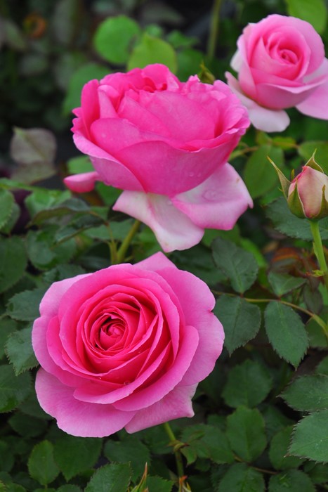 ġۥХ ݡޥƥ  6ȭʡηʼϡJB-KWI1