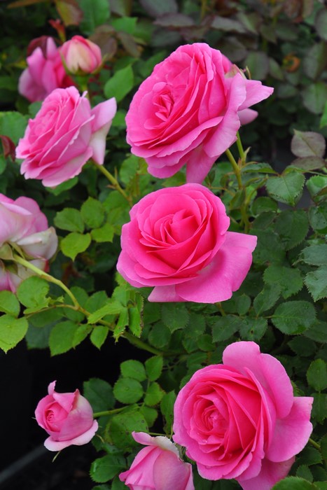 ġۥХ ݡޥƥ  6ȭʡηʼϡJB-KWI1