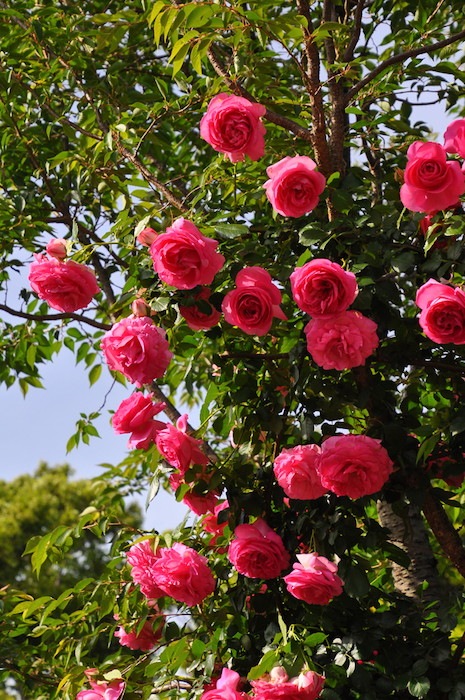 ġۥХ ݡޥƥ  6ȭʡηʼϡJB-KWI1