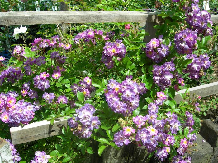 ġۥХ ֥롼֥顼ڥեե֥饦  6ȭʡJ-OC10