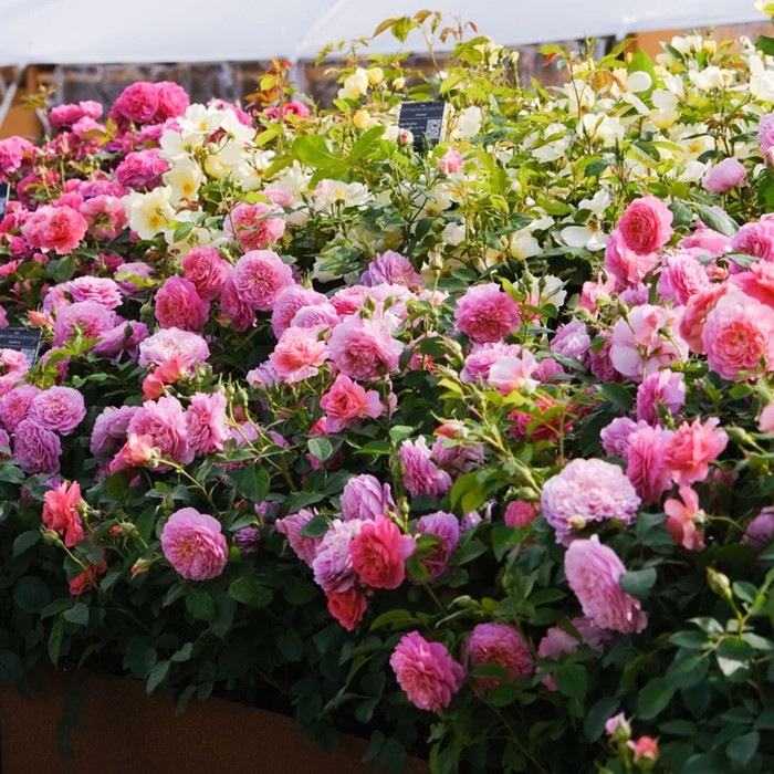 ���ߵ����ġۥХ��� ���ޥ֥�å����������� ͢���� 7��ȭ�����ʡη����ʼ�ϡ�ER-Y��