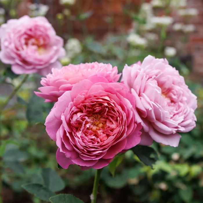 ���ߵ����ġۥХ��� ���ޥ֥�å����������� ͢���� 7��ȭ�����ʡη����ʼ�ϡ�ER-Y��