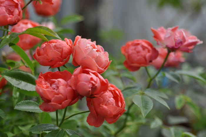 ХġڿġۤĤ륪󥸥ޥǡ ġJ-CL20