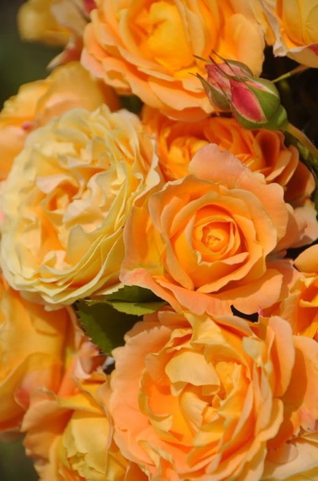 ���ߵ����ġۥХ��� ��ɥ������������ ���� 6��ȭ�����ʡ����ӿ建�� ��Ͽ�ʼ�ϡ�Han-DEL��