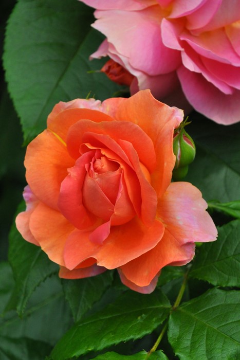 �Х��ġ����ġۥ����ϥȡ��֤ι� ���� 6��ȭ�����ʡη����ʼ�ϡ�JB-YR��