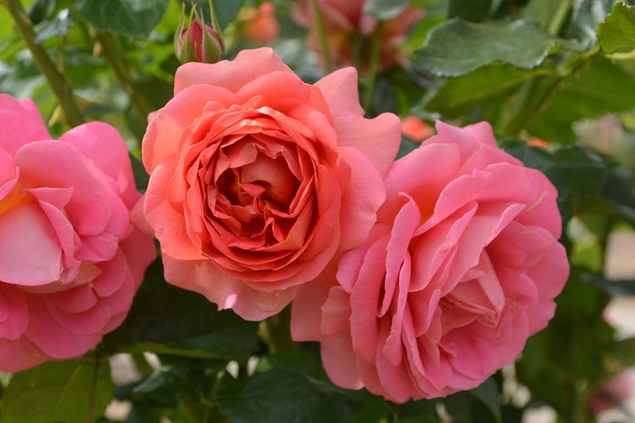 �Х��ġ����ġۥ����ϥȡ��֤ι� ���� 6��ȭ�����ʡη����ʼ�ϡ�JB-YR��