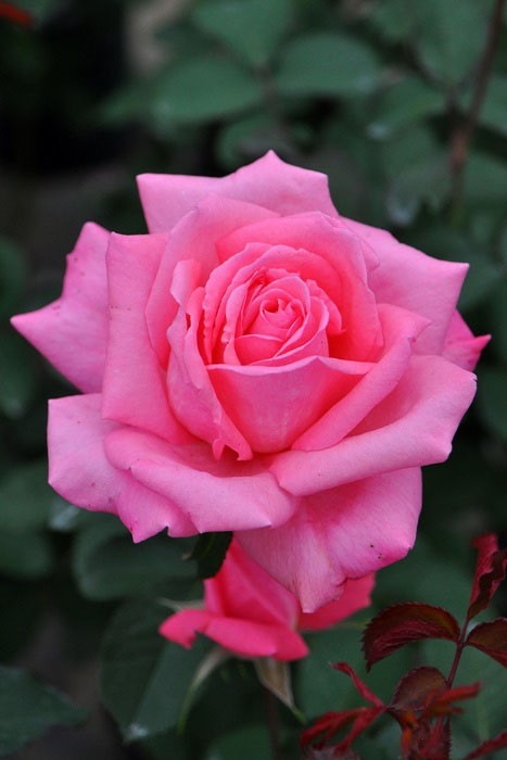 ���ߵ����ġۥХ��� �ۤ�������˧��ۥۥ������ ���� 6��ȭ�����ʡ�J-HT10��