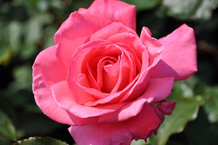 ���ߵ����ġۥХ��� �ۤ�������˧��ۥۥ������ ���� 6��ȭ�����ʡ�J-HT10��