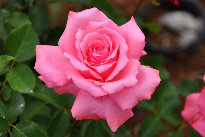 ���ߵ����ġۥХ��� �ۤ�������˧��ۥۥ������ ���� 6��ȭ�����ʡ�J-HT10��