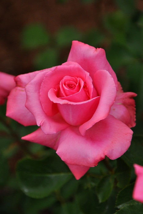 ���ߵ����ġۥХ��� �ۤ�������˧��ۥۥ������ ���� 6��ȭ�����ʡ�J-HT10��