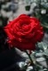 ڥ若ۡġۥХ 󥰥åɥСޥ  6ȭʡJ-HT10 ָ