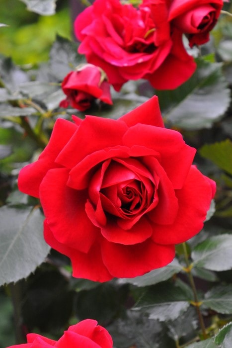 �����ġۥХ��� ����ѥ��� ���� 6��ȭ�����ʡ�J-CL20��