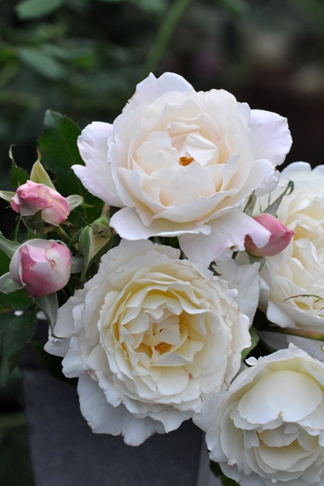 Хġġۥץ󥻥ƥ󥳡  6ȭʡηʼϡKb-KBO