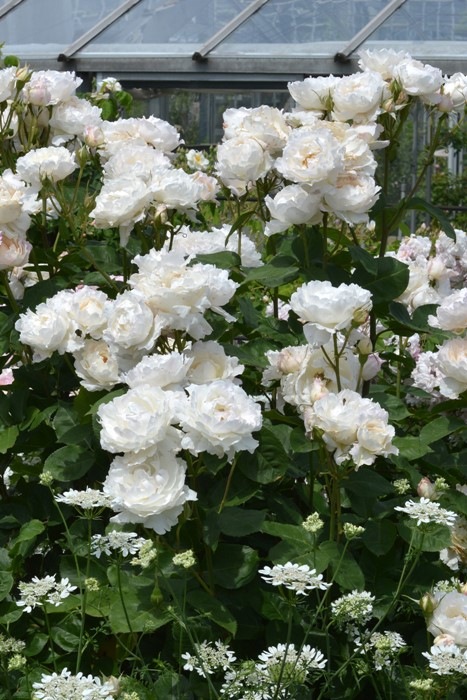 Хġġۥץ󥻥ƥ󥳡  6ȭʡηʼϡKb-KBO