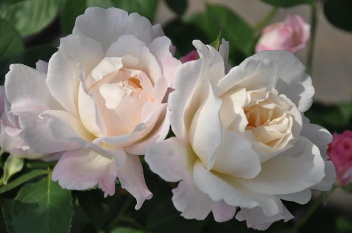 Хġġۥץ󥻥ƥ󥳡  6ȭʡηʼϡKb-KBO