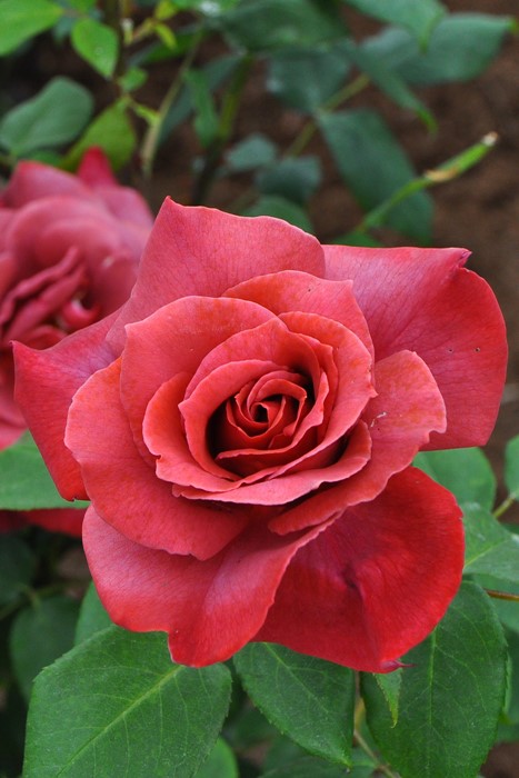 ���ߵ����ġۥХ��� �֥�å��ƥ� ���� 6��ȭ�����ʡ�J-HT10��