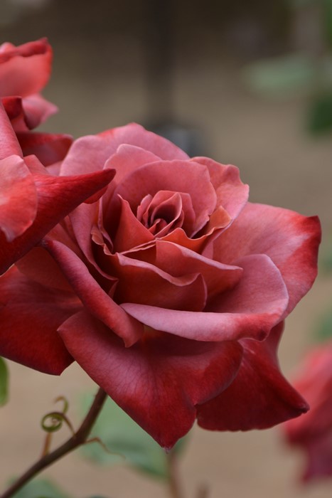 ���ߵ����ġۥХ��� �֥�å��ƥ� ���� 6��ȭ�����ʡ�J-HT10��