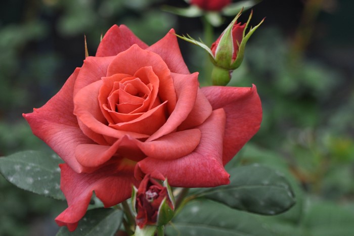 ���ߵ����ġۥХ��� �֥�å��ƥ� ���� 6��ȭ�����ʡ�J-HT10��