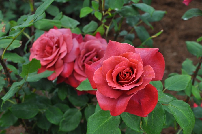 ���ߵ����ġۥХ��� �֥�å��ƥ� ���� 6��ȭ�����ʡ�J-HT10��