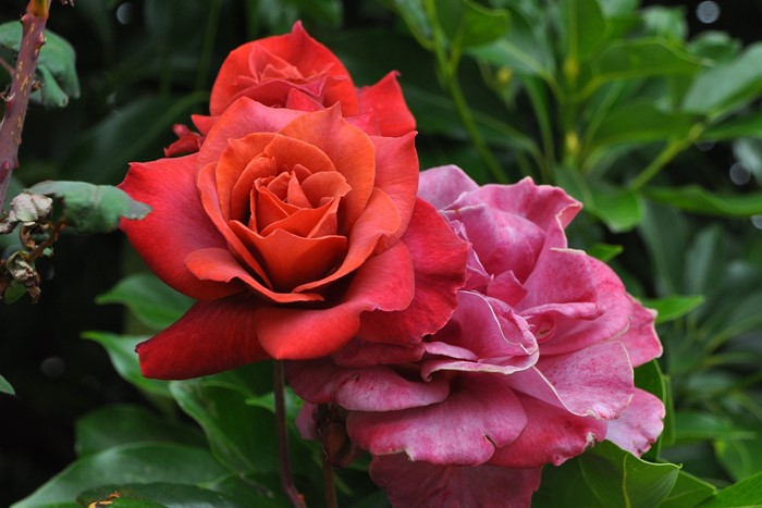 ���ߵ����ġۥХ��� �֥�å��ƥ� ���� 6��ȭ�����ʡ�J-HT10��