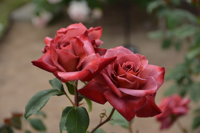 ���ߵ����ġۥХ��� �֥�å��ƥ� ���� 6��ȭ�����ʡ�J-HT10��