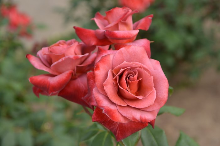 ���ߵ����ġۥХ��� �֥�å��ƥ� ���� 6��ȭ�����ʡ�J-HT10��