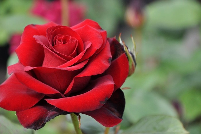 ġۥХ ֥å  6ȭʡηʼϡMA-MA