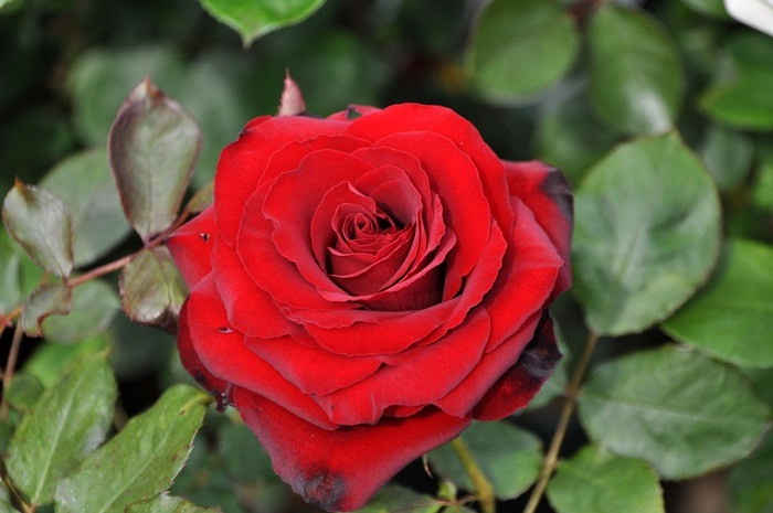 ġۥХ ֥å  6ȭʡηʼϡMA-MA