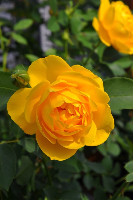 �����ġۥХ��� ��ߥ�����ڥ��ΤĤ֤䤭�� ���� 6��ȭ�����ʡη����ʼ�ϡ�OS-OS2��