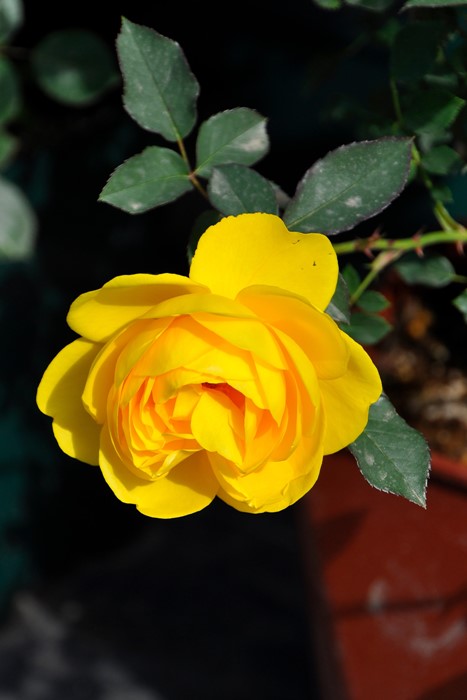 �����ġۥХ��� ��ߥ�����ڥ��ΤĤ֤䤭�� ���� 6��ȭ�����ʡη����ʼ�ϡ�OS-OS2��