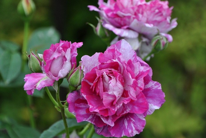 �����ġۥХ��� ���륫�󥷥��� ���� 6��ȭ�����ʡη����ʼ�ϡ�MA-MA��