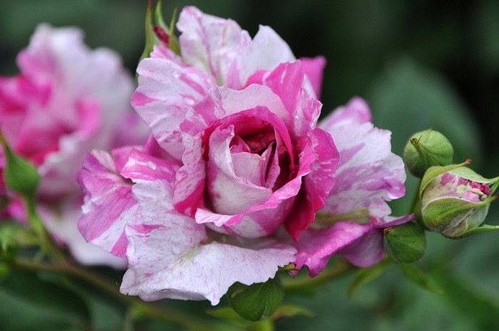 �����ġۥХ��� ���륫�󥷥��� ���� 6��ȭ�����ʡη����ʼ�ϡ�MA-MA��