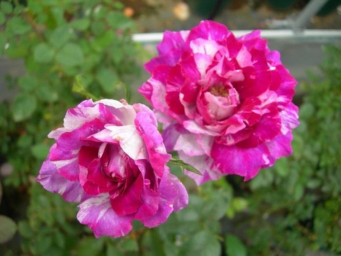 �����ġۥХ��� ���륫�󥷥��� ���� 6��ȭ�����ʡη����ʼ�ϡ�MA-MA��